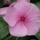 sadabahar-periwinkle-plant-or-vinca-rosea-health-benefits-and-uses