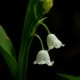 Lily of the valley (flower)