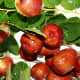 Jujube Fruit