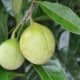 Nutmeg tree fruit.