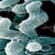 Campylobacter