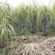 Sugar cane is another crop that contains ethanol. Brazil is already growing sugar cane across million of acres turning it into bio fuel. In terms of bio fuel production, it's decades ahead of the US and Western Europe.