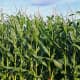 Corn, contains ethanol that could help revive the gasoline/petrol powered car in a world without oil. But would we be able to produce enough?