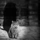 Leadership: A cat can be a lion.