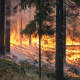 Natural Sources of Air Pollution: Forest Fires