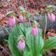 pink-beds-loop-trail
