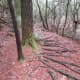 pink-beds-loop-trail