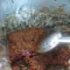 village-chicken-curry