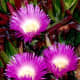 Ice plants in bloom