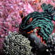 N. kubaryana feeding on tunicates