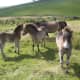 Exmoor foals stand on the moors.