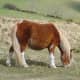 A rare pony grazes on Hameldon in Dartmoor. 