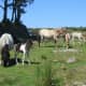 Dartmoor foals and ponies graze on Hameldon in Dartmoor.