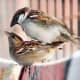 House sparrows mating 