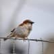 A house sparrow perched on a wire fence