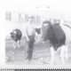 dad standing in the barnyard with  his cows in 1959.