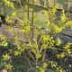 Festooning Forsythia