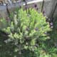 Luscious Lavender