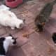 feral-cats-of-playa-blanca-lanzarote-part-four