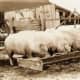 They also had pigs to feed...