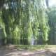 Weeping Willow in the Boston Public Garden