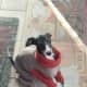 sweet-sadie-my-italian-greyhound-rescue-dog