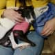 sweet-sadie-my-italian-greyhound-rescue-dog