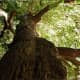 my-friend-the-oak