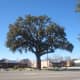 my-friend-the-oak