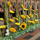 Stunning display of Sunflowers