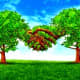 lessons-from-a-tree