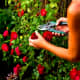 lessons-from-a-rose-bush