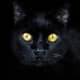 the-black-cat-a-poem