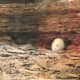 Python's alive food enjoying its last moments