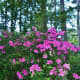 Azaleas in bloom