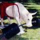 Mooscle Cow