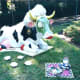 Miss Cowsmoopolitan the Divine Bovine