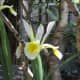 Yellow Iris - (like those on the Somerset Rhynes)