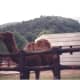 Camel at a Korean zoo, August 1991.