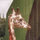 A giraffe at a Korean zoo, 1991.