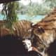 Tigers eating meat of a visitor tram, 1991.