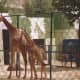 Giraffes at a Korean zoo, 1991.
