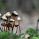 Hallucinogenic Mushrooms