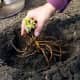 When planting daylilies, lay the roots over the top of the mound in the hole which you have dug.