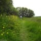 A Rich and Varied Meadow