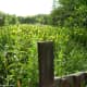 A wooden bridge crosses the stream choked with yellow flag iris and bullrushes.