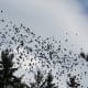 Autumn birds flocking to migrate