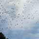 Autumn birds flocking to migrate