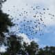 Autumn birds flocking to migrate
