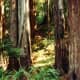 muir-woods-national-monument-old-growth-forest-near-san-francisco